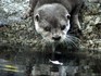 Melbourne Zoo 2006 - Otter