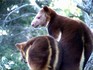 Melbourne Zoo 2006 - Tree-Kangaroo