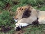 Melbourne Zoo 2006 - Lion