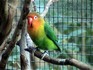 Melbourne Zoo 2006 - Love bird