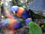 Melbourne Zoo 2006 - Rainbow Lorikeet