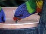 Melbourne Zoo 2006 - Rainbow Lorikeet