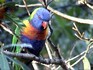 Melbourne Zoo 2006 - Rainbow Lorikeet