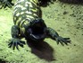 Melbourne Zoo 2006 - Reticulate Gila Monster