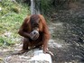 Melbourne Zoo 2006 - Orang-Utan Baby