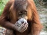 Melbourne Zoo 2006 - Orang-Utan Baby