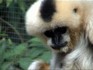 Melbourne Zoo 2006 - White-Cheeked Gibbon