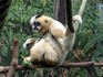 Melbourne Zoo 2006 - White-Cheeked Gibbon