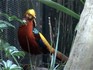 Melbourne Zoo 2006 - Unidentified bird