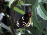 Melbourne Zoo 2006 - Butterfly