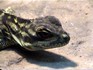 Melbourne Zoo 2006 - Unidentified lizard