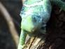 Melbourne Zoo 2006 - Unidentified lizard