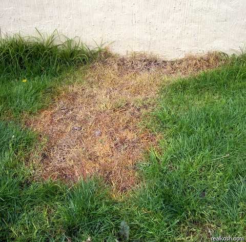 Lawn burnt by hot water