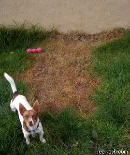 Lawn burnt by hot water, with dog