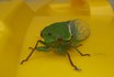 20061223 Backyard Cicada