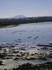 20070109 - Lake Wendouree puddle