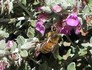 20070109 - Ballarat Botanical Gardens Bee 1