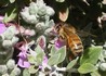 20070109 - Ballarat Botanical Gardens Bee 3