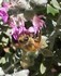 20070109 - Ballarat Botanical Gardens Bee 4