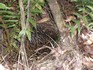 20070112 - Hiding echidna at Sanotarium lake