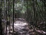 20070112 - Tree lined path at Sanotarium lake