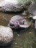 20070118 - Melbourne Zoo otters