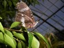 20070118 - Melbourne Zoo butterfly