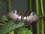 20070118 - Melbourne Zoo butterfly