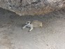 20070118 - Melbourne Zoo meerkat