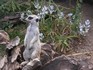 20070118 - Melbourne Zoo meerkat