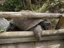 20070118 - Melbourne Zoo Galapagos tortoise