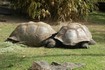 20070118 - Melbourne Zoo Galapagos tortoise