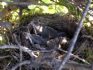 20071124 Baby birds in our hedge