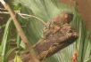 20080429 Perth Zoo - Pygmy Marmoset