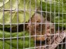 20080429 Perth Zoo - Pygmy Marmosets in cage