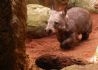 20080429 Perth Zoo - Southern Hairy-nosed Wombat