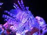 20080428 AQWA - Lionfish fluro