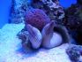 20080428 AQWA - Moray eels