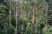 Otway Fly view of endless trees 28th Jan 2006