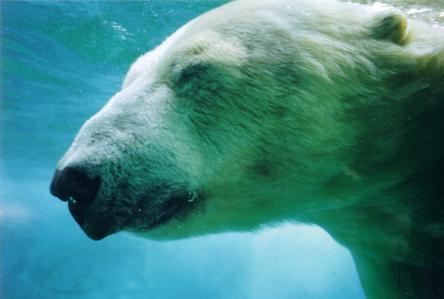 Sea World October 2004 Polar Bear Underwater: 